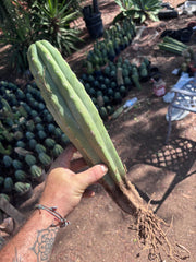 👑🌶️🌶️ Landfill — XL Rooted 16”