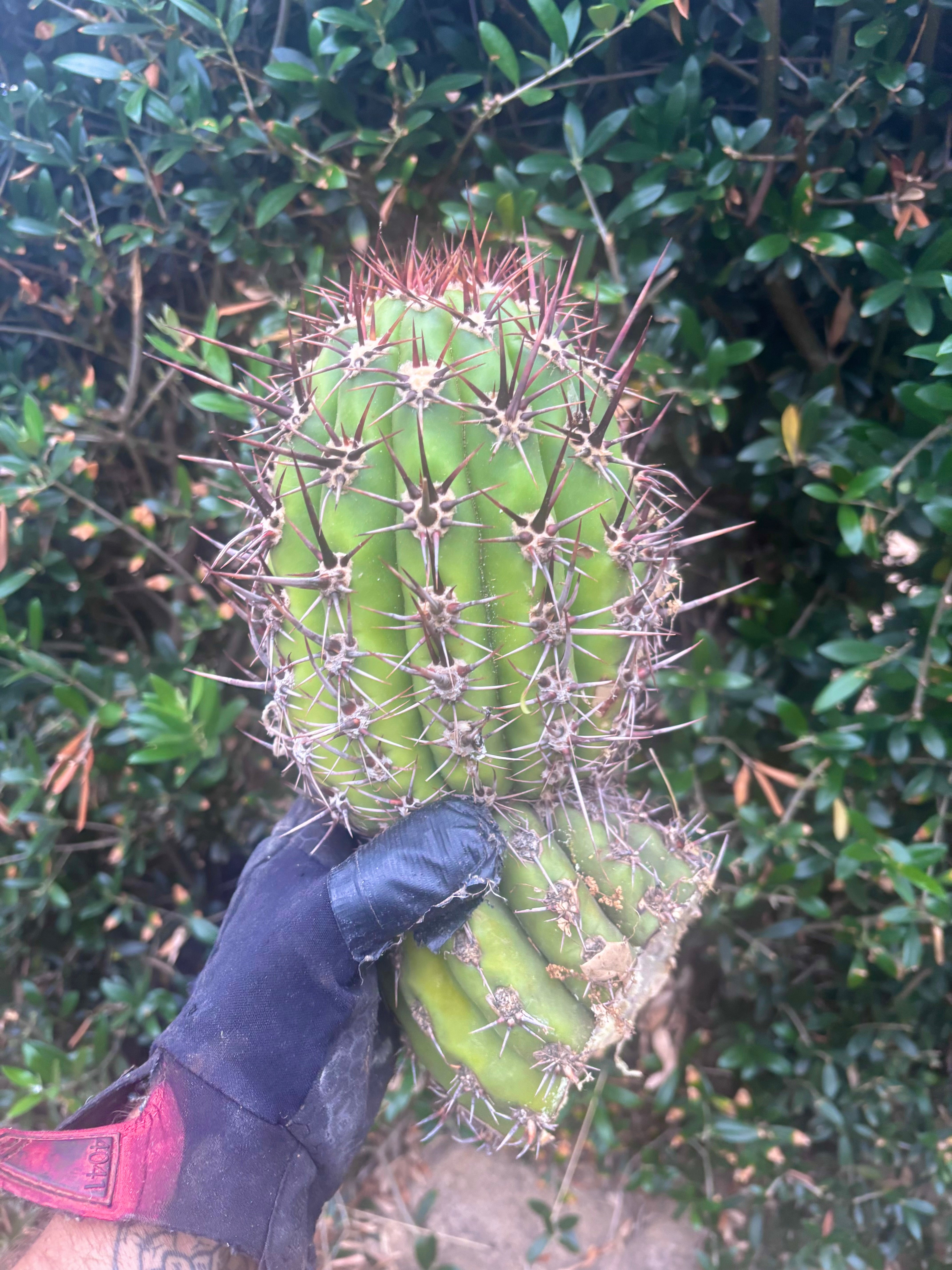 💎 Tacaquirensis — FAT 12” Tip