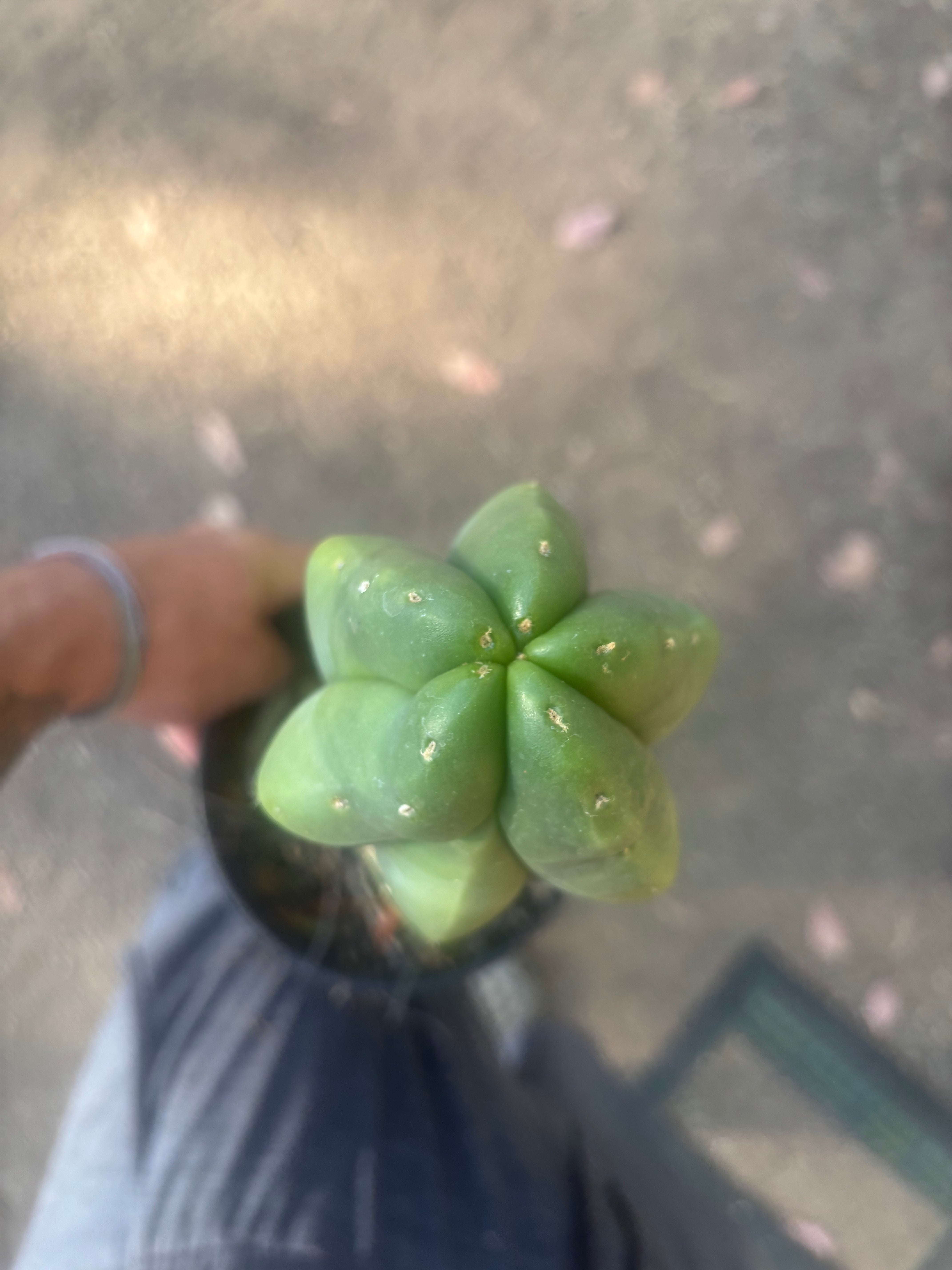 💎 MB x MP Scop — Rooted 14” Chonker