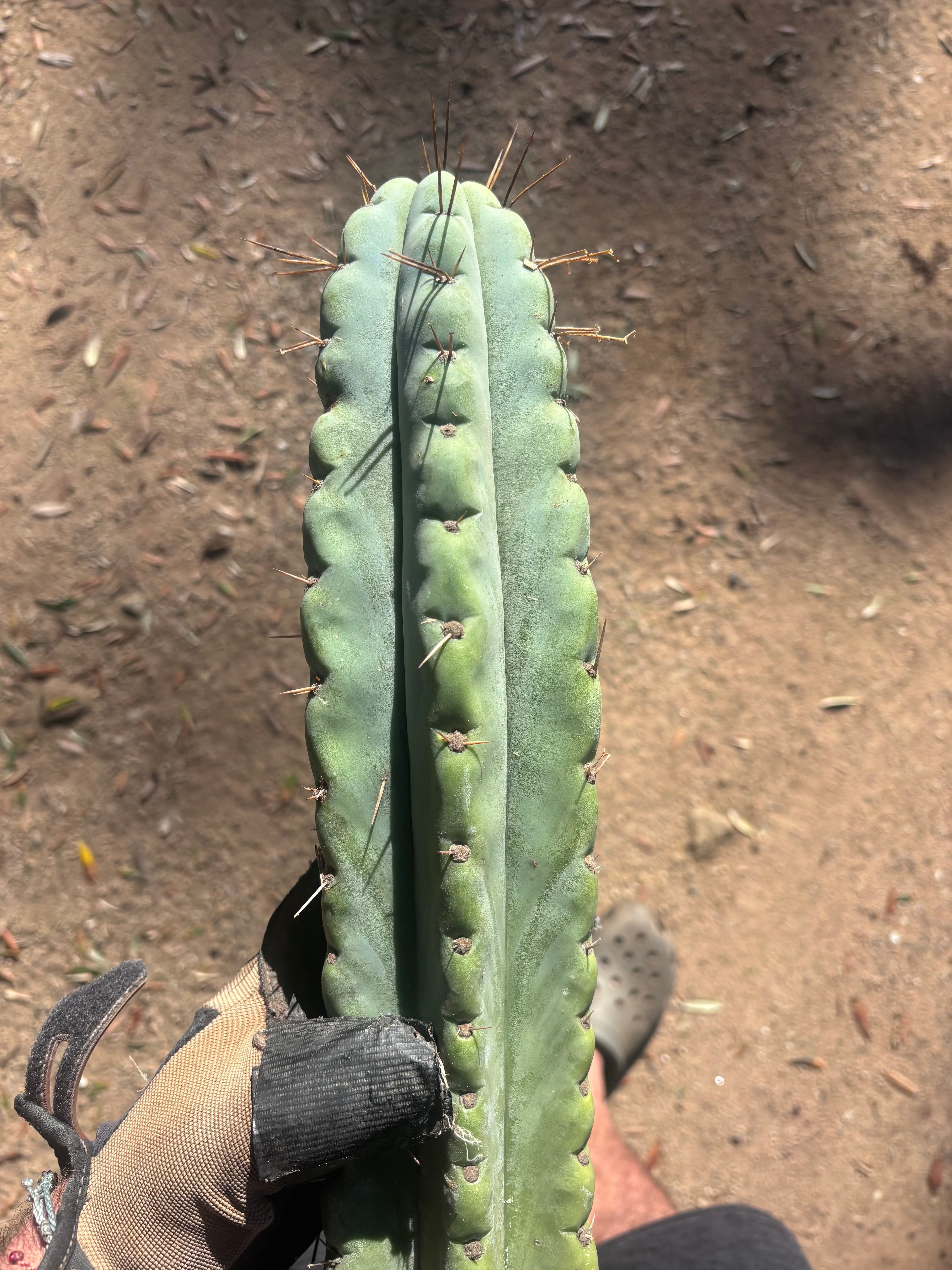 💎🌶️ NOM — XL 14” Tip