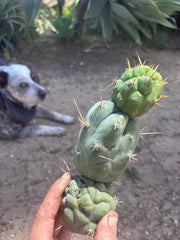 💎👑 Bruce’s Dragon — Chonky 9” Stacker Pup