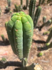 👑🌶️🌶️ Ogun — Fat 10” Tip