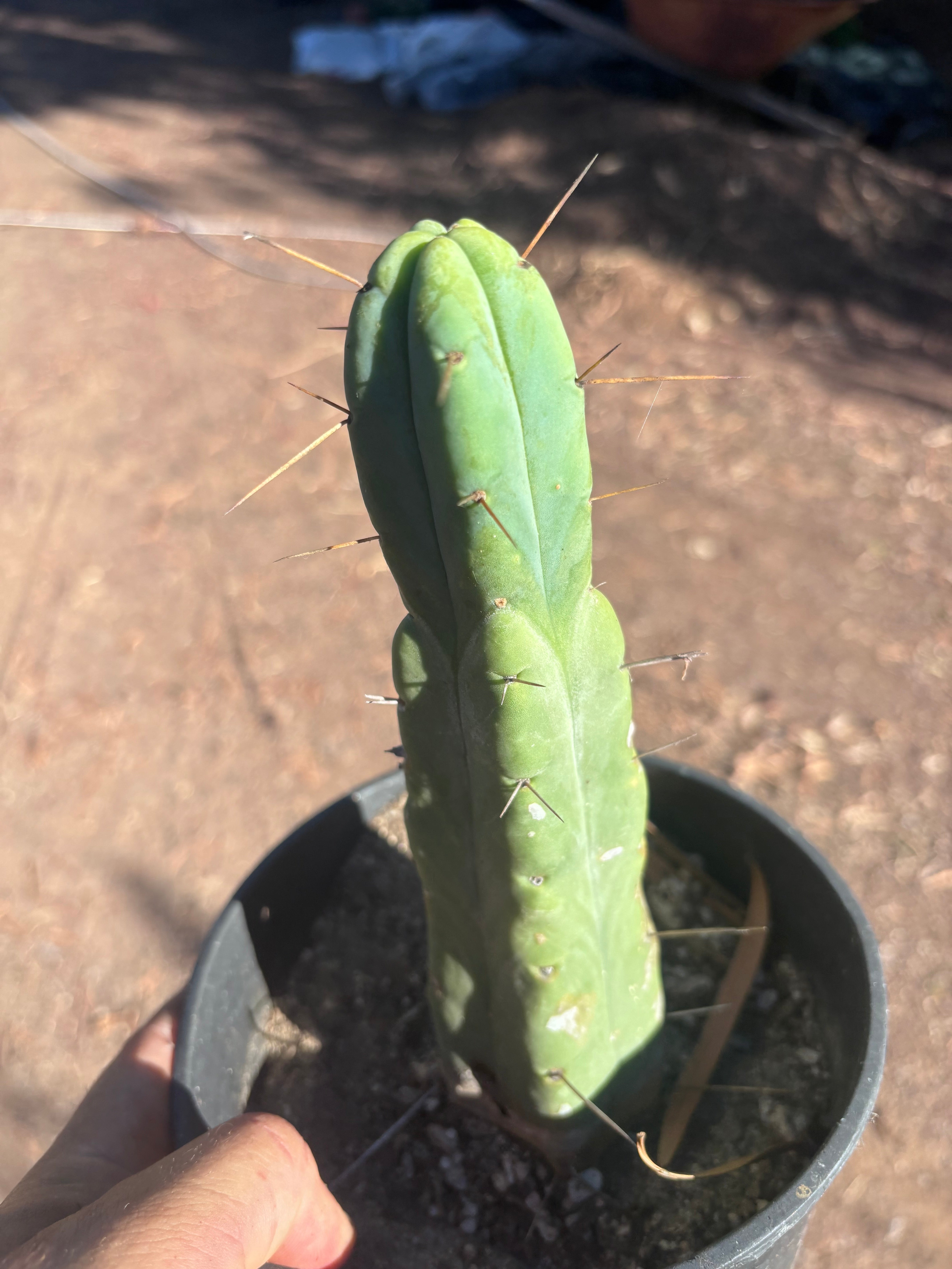 👑🌶️🌶️ Jiimz Twin Spine — Rooted 10” Tip