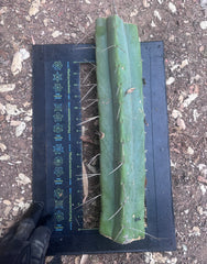 👑🌶️🌶️ Eileen — Another Massive 16” Mid