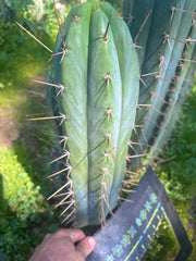 💎 Huarazensis x Bertha —  Massive 14” Tip