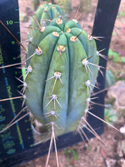 👑🌶️ CGG — 10” Melon