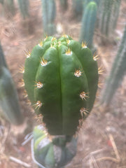 💎👑💎🌶️ CareBear — Chonky 5” Tip