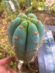 💎👑💎 Althea — Chonky 7.5” Tip