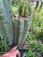 💎👑💎🌶️ MJC01  — Jumbo Graft with Fat Pup