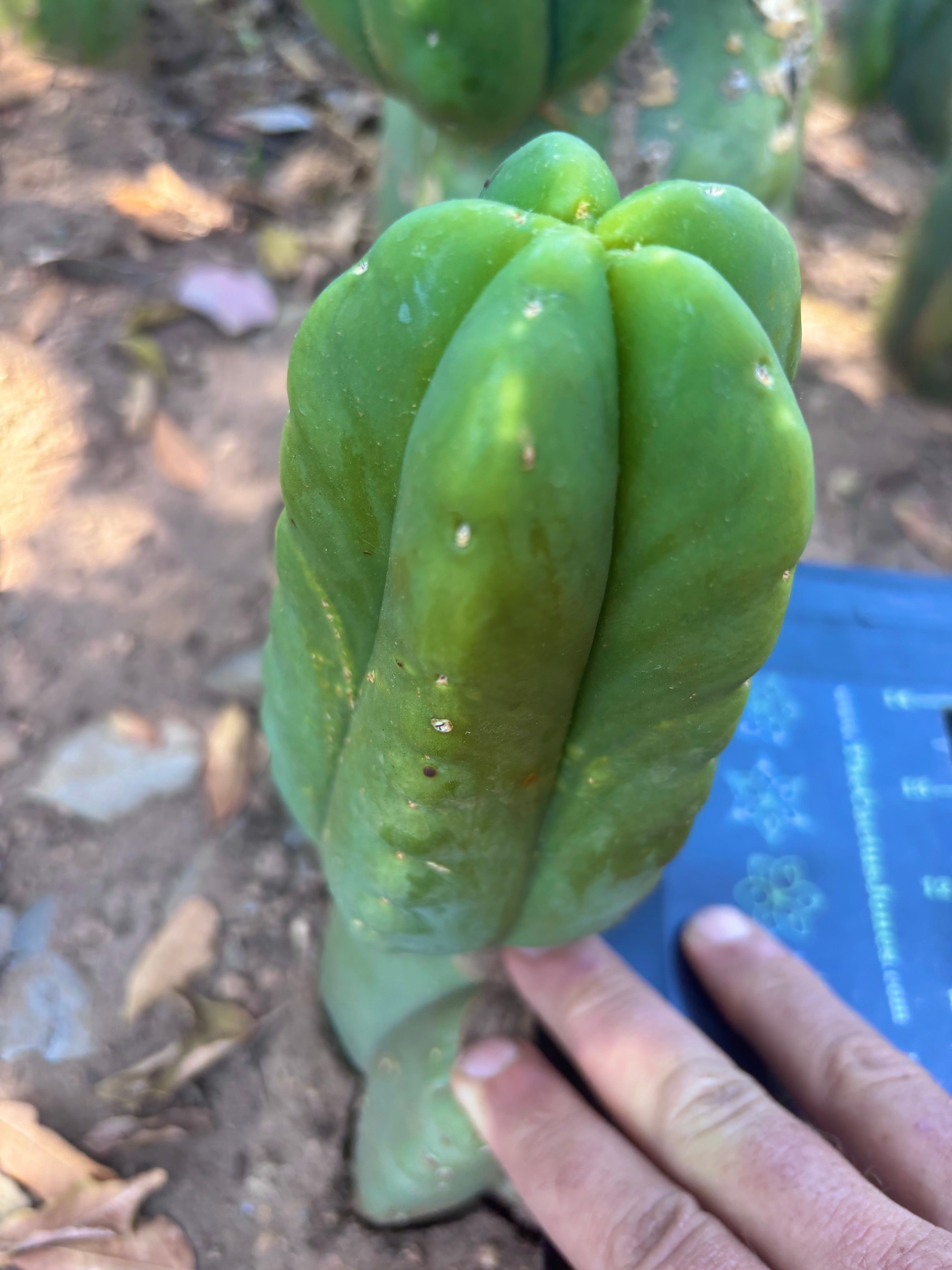 💎👑💎🌶️ Ferah! — 6.5” Pup