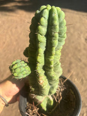 💎👑💎 Havran — Established Multi-Pup Graft on PC