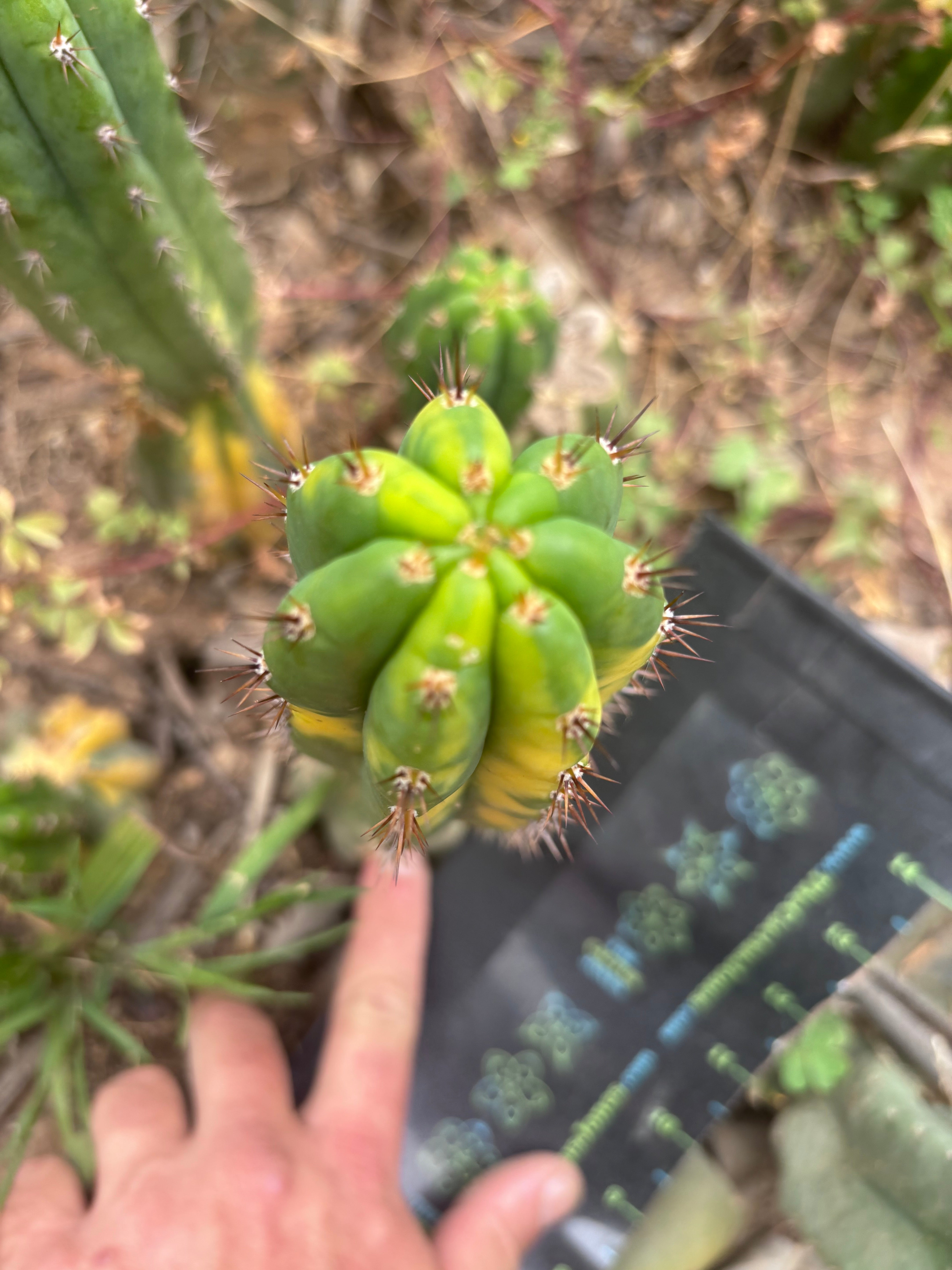💎 Vari Pachanoi — 8” Tip