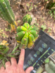 💎 Vari Pachanoi — 8” Tip