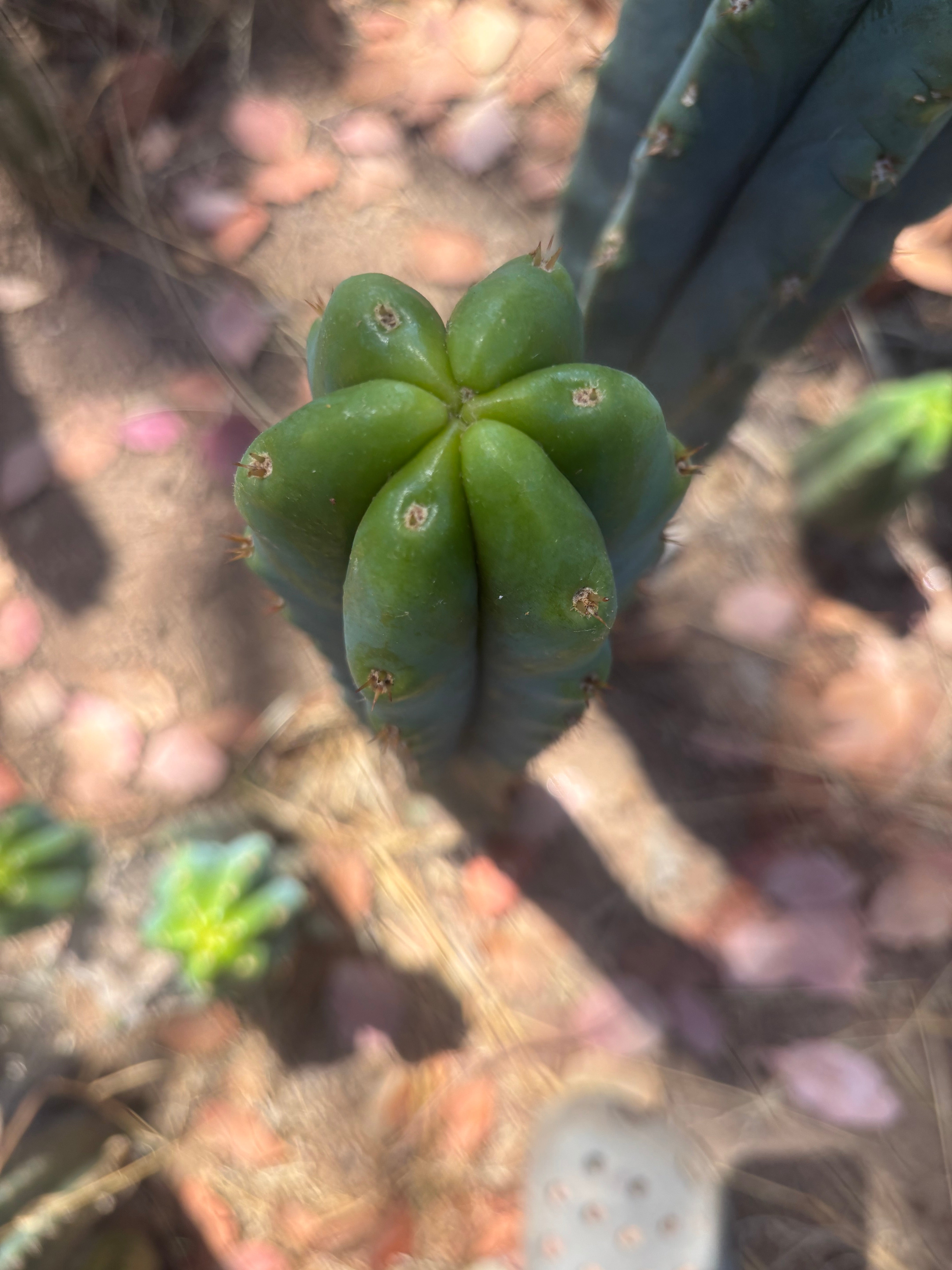 🌶️🌶️ NoidTwo — 10” Tip
