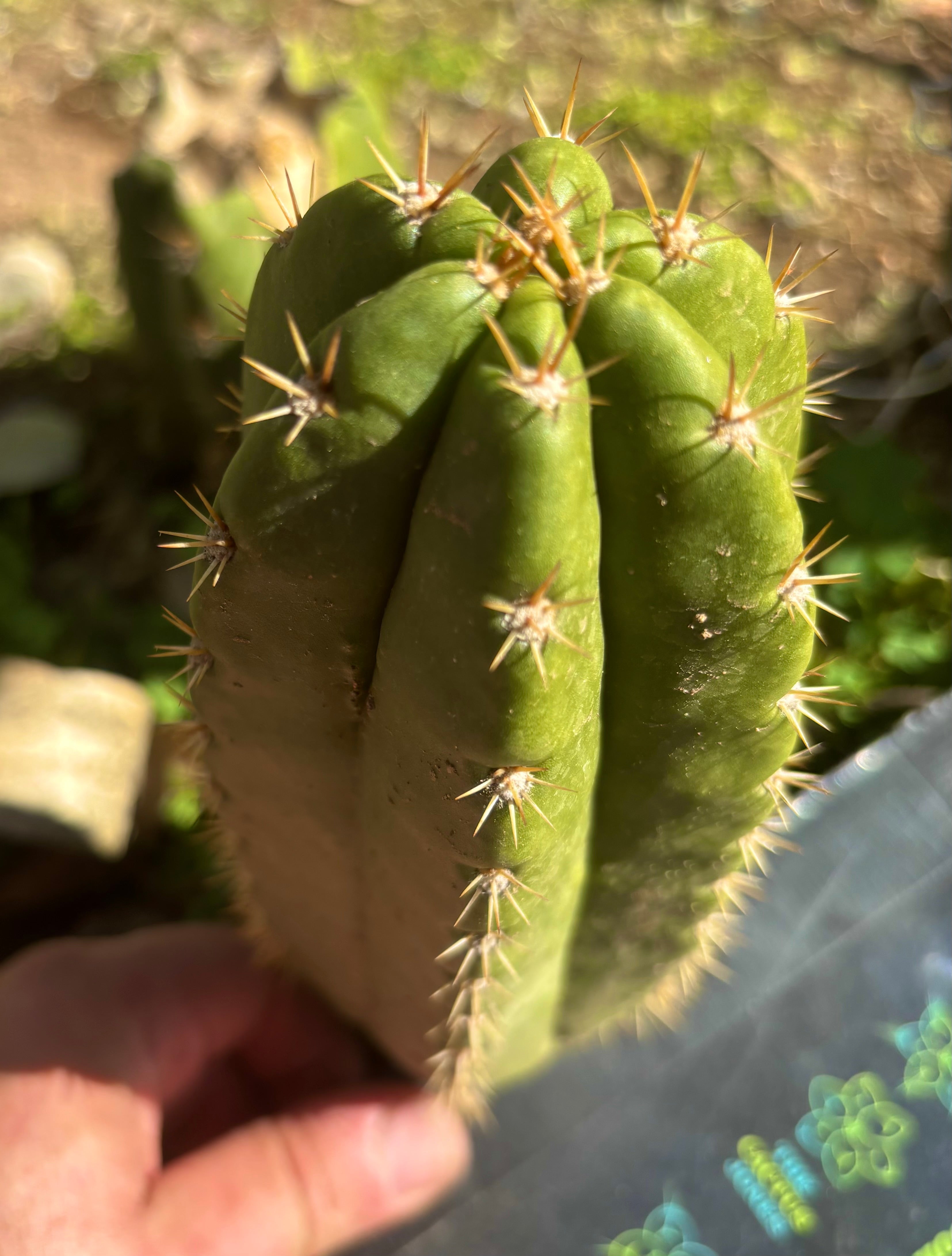 💎👑💎🌶️ CareBear — 7” Grenade Pup