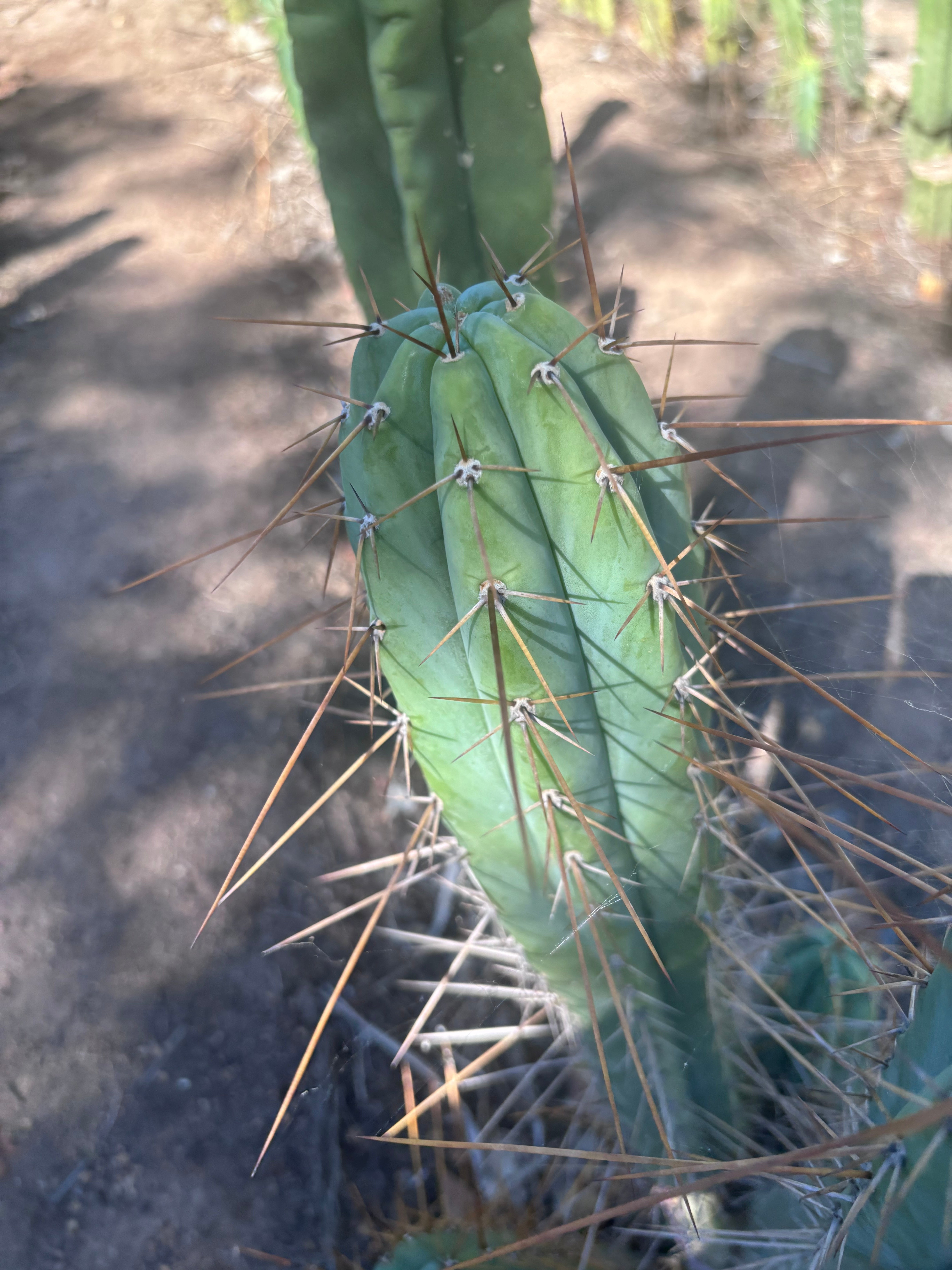 👑🌶️ Nash — XL 14” Tip