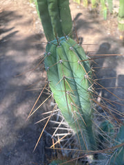 👑🌶️ Nash — XL 14” Tip