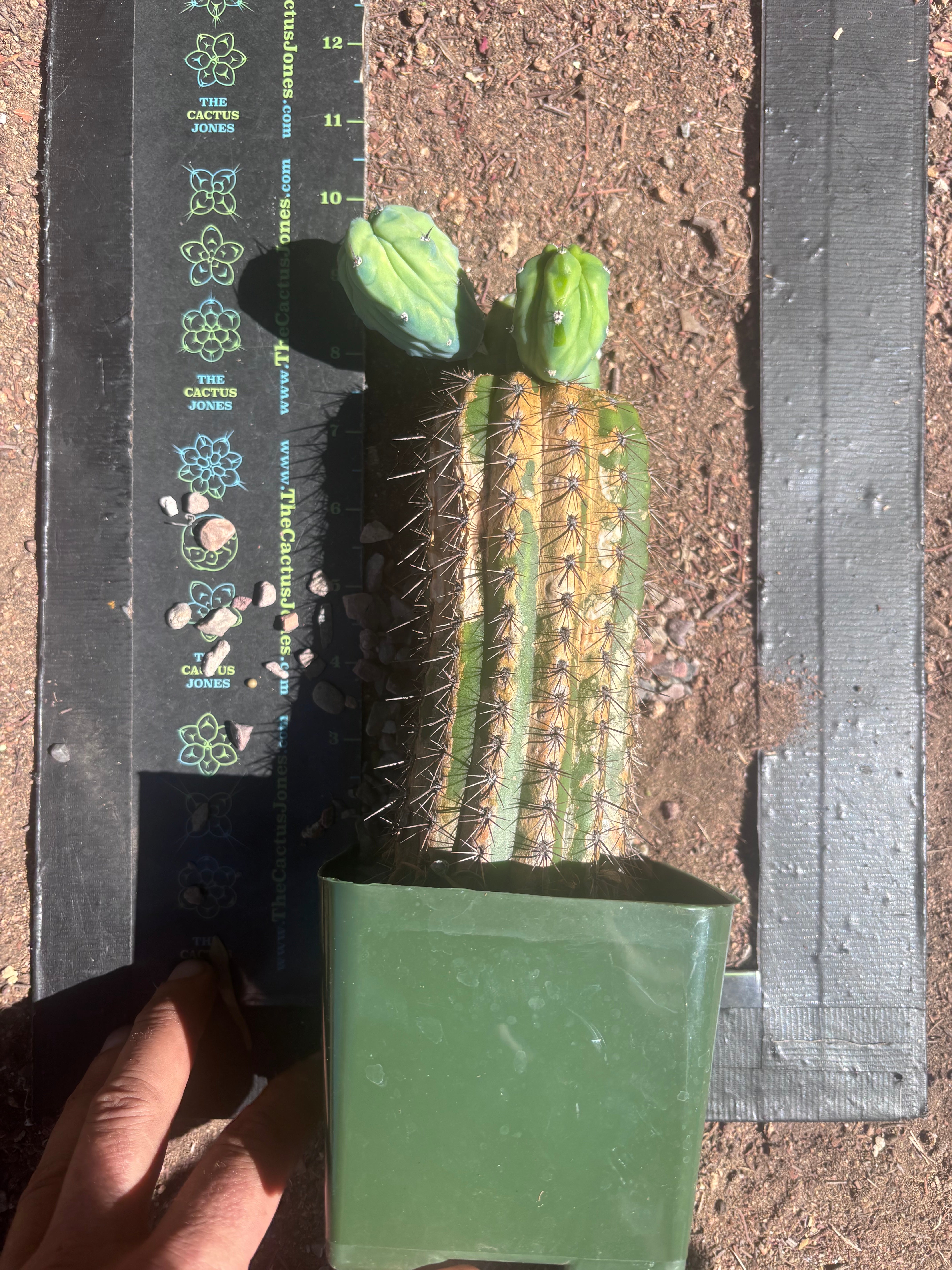 👑💎 Grecas — Butt Graft with 2 Pups