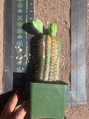 👑💎 Grecas — Butt Graft with 2 Pups