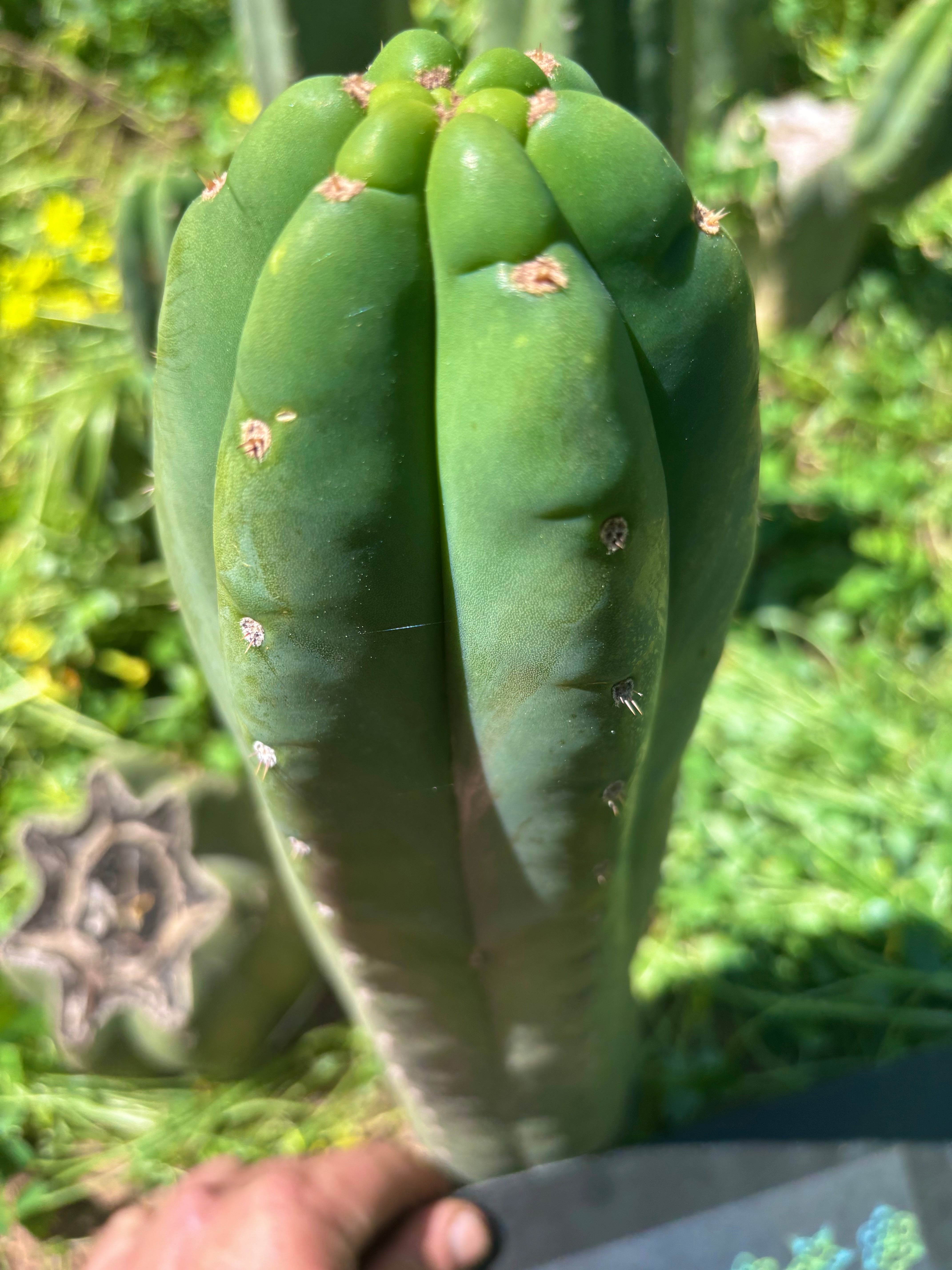 👑🌶️ Pierre — Chonky 12” Tip