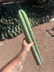 👑💎🌶️🌶️ Eileen — 21” MEGA Tip