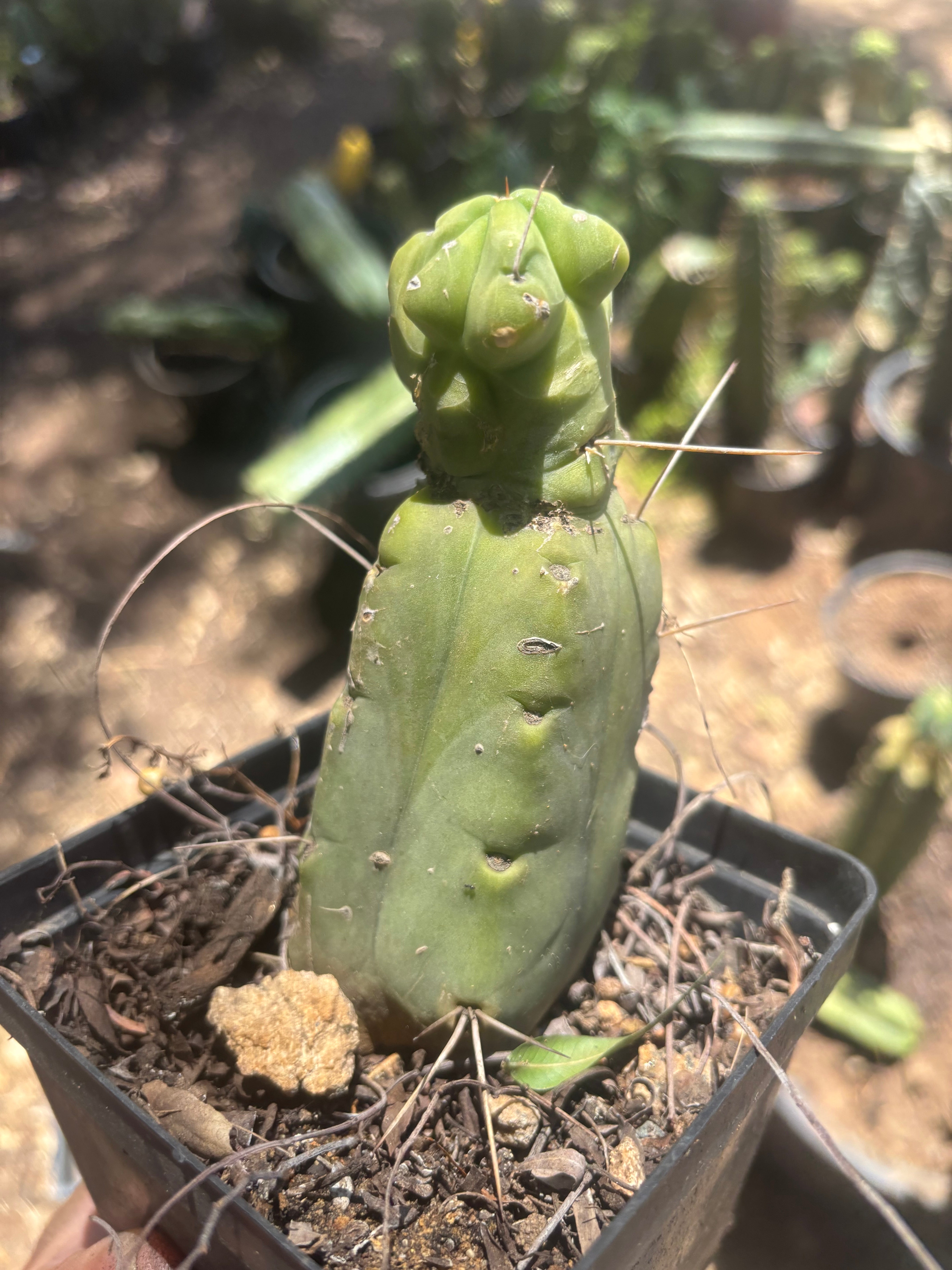 👑🌶️🌶️ Dulzura Wax — Small Rooted Tip