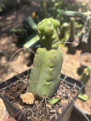 👑🌶️🌶️ Dulzura Wax — Small Rooted Tip