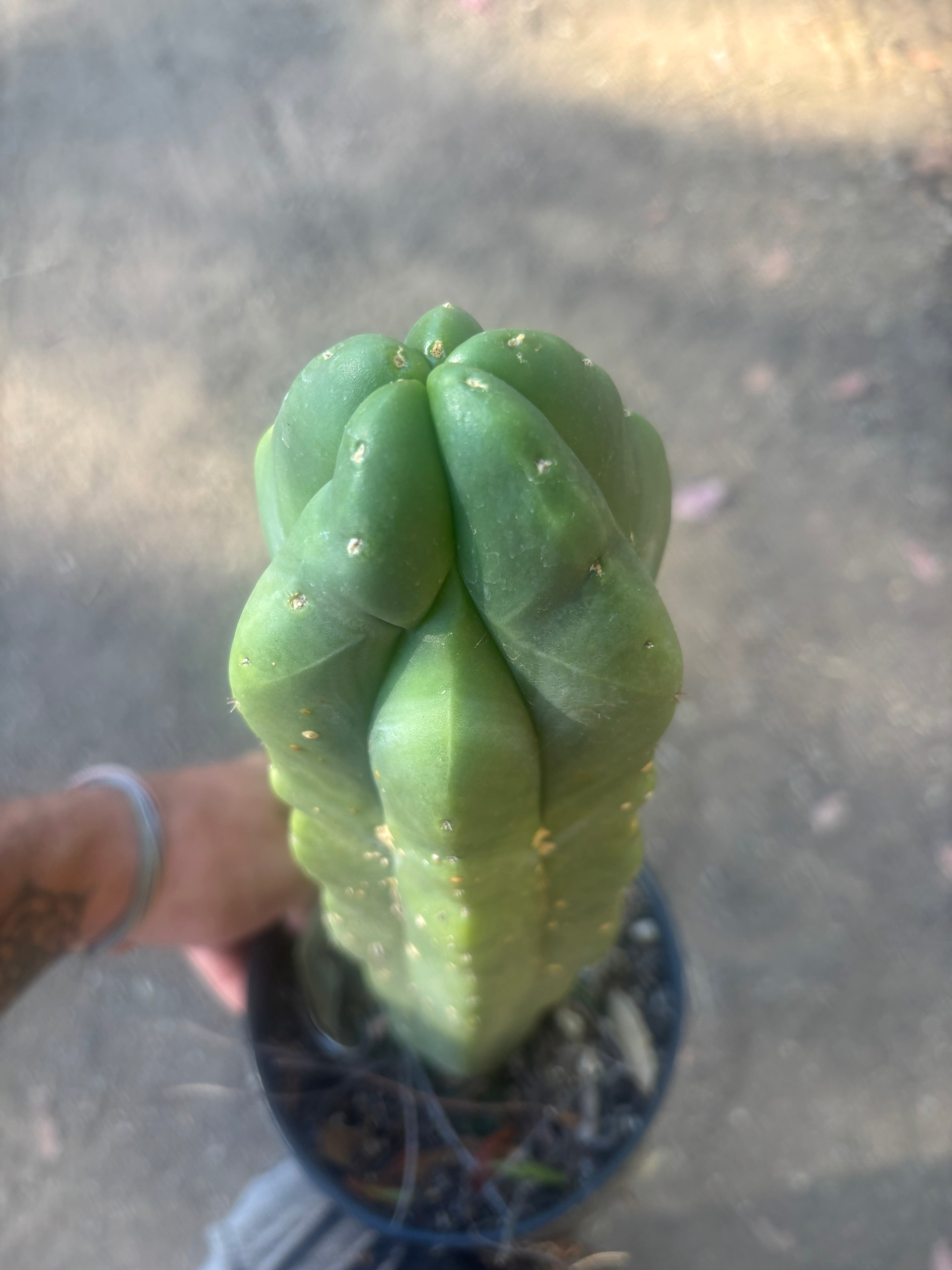 💎 MB x MP Scop — Rooted 14” Chonker