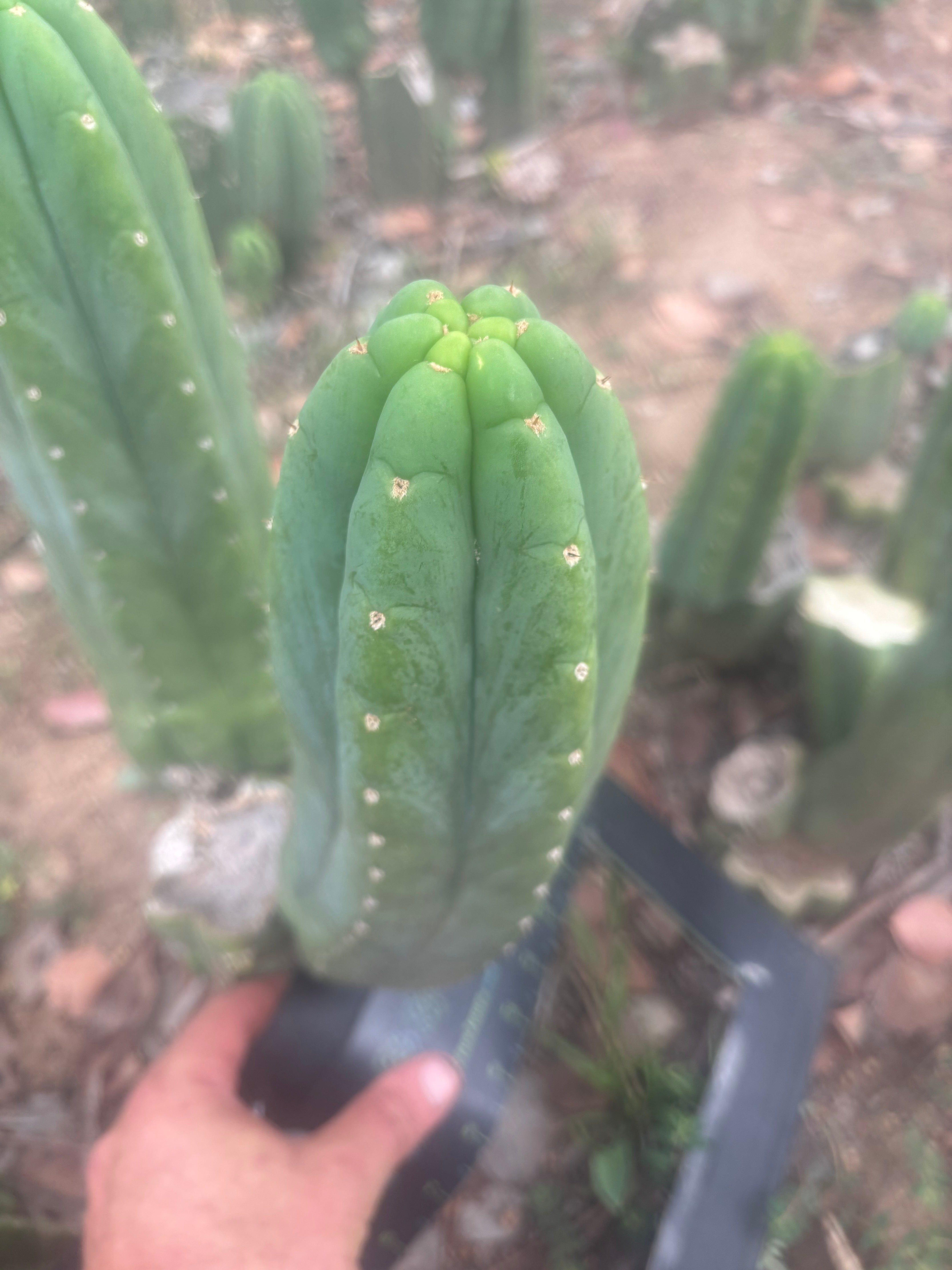 👑🌶️🌶️ Ogun — Fat 11” Pup