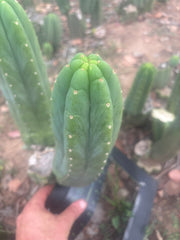 👑🌶️🌶️ Ogun — Fat 11” Pup