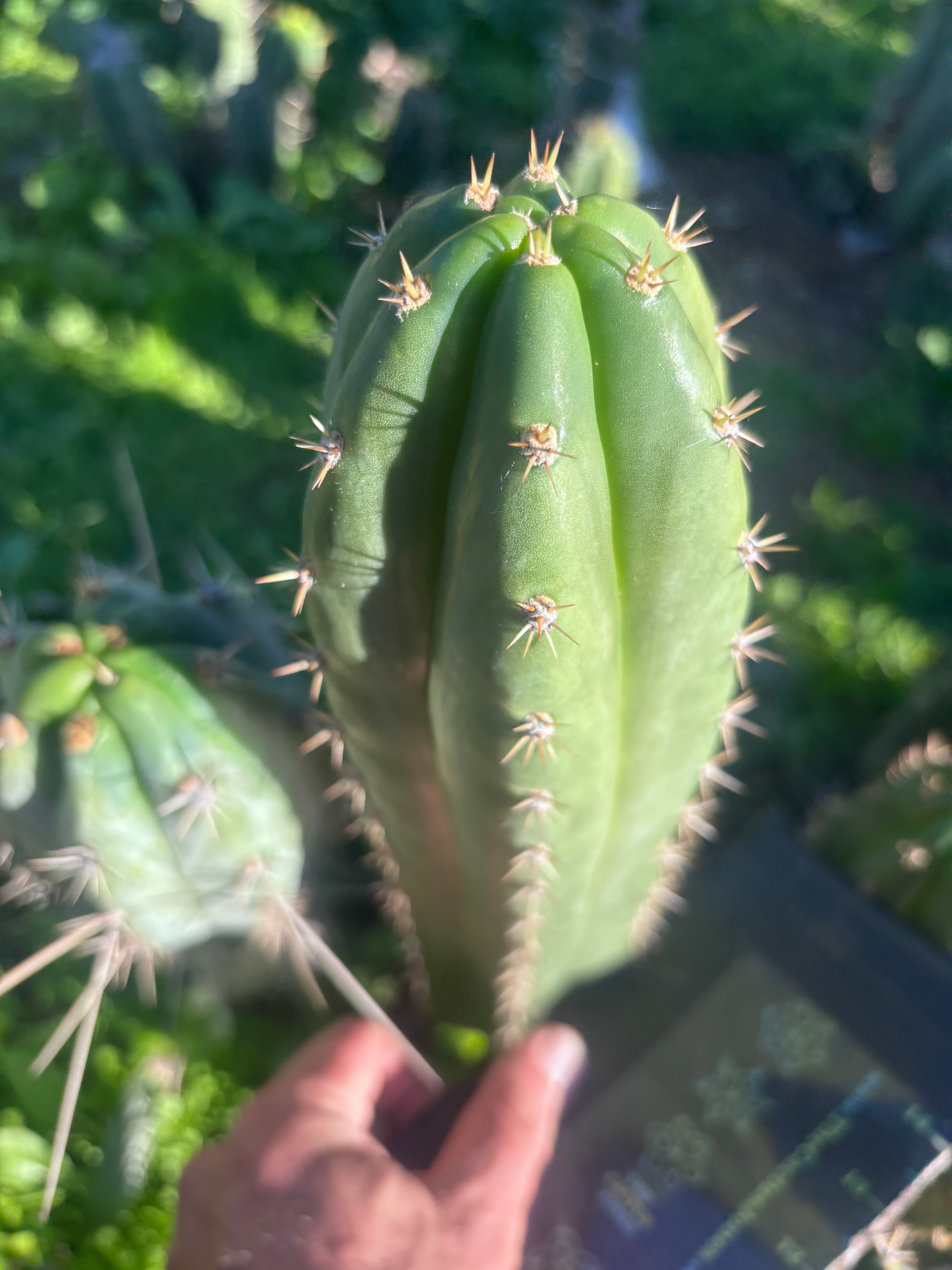 👑🌶️ Huancabamba— 10” Tip