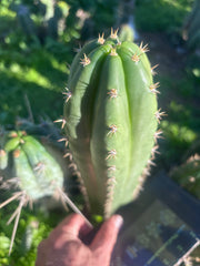👑🌶️ Huancabamba— 10” Tip