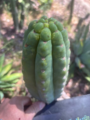 💎👑🌶️ Ichoca — BEEFY 9” Pup