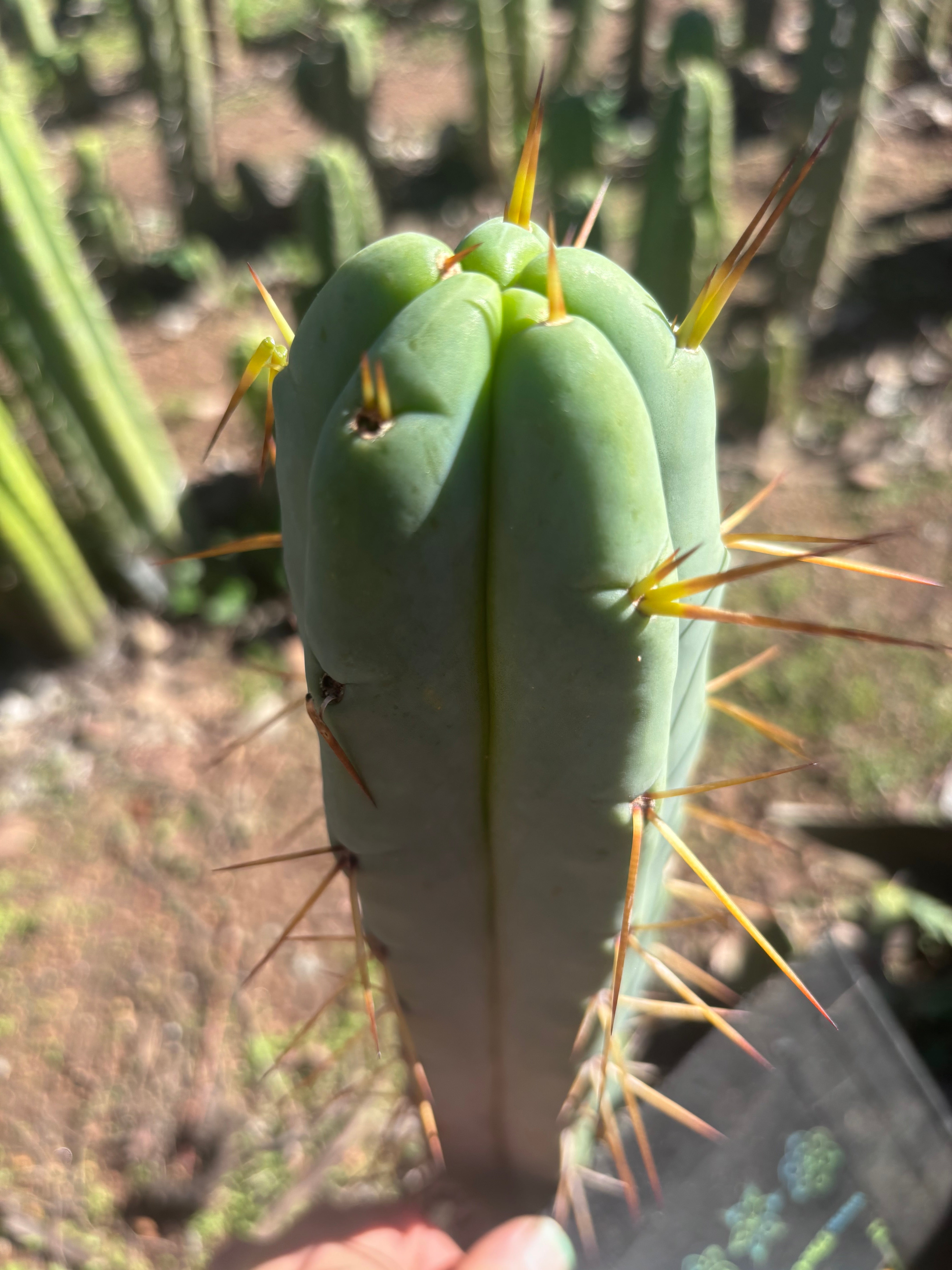 👑🌶️ Basement Shaman — 11” Tip