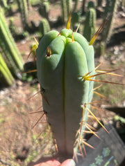 👑🌶️ Basement Shaman — 11” Tip