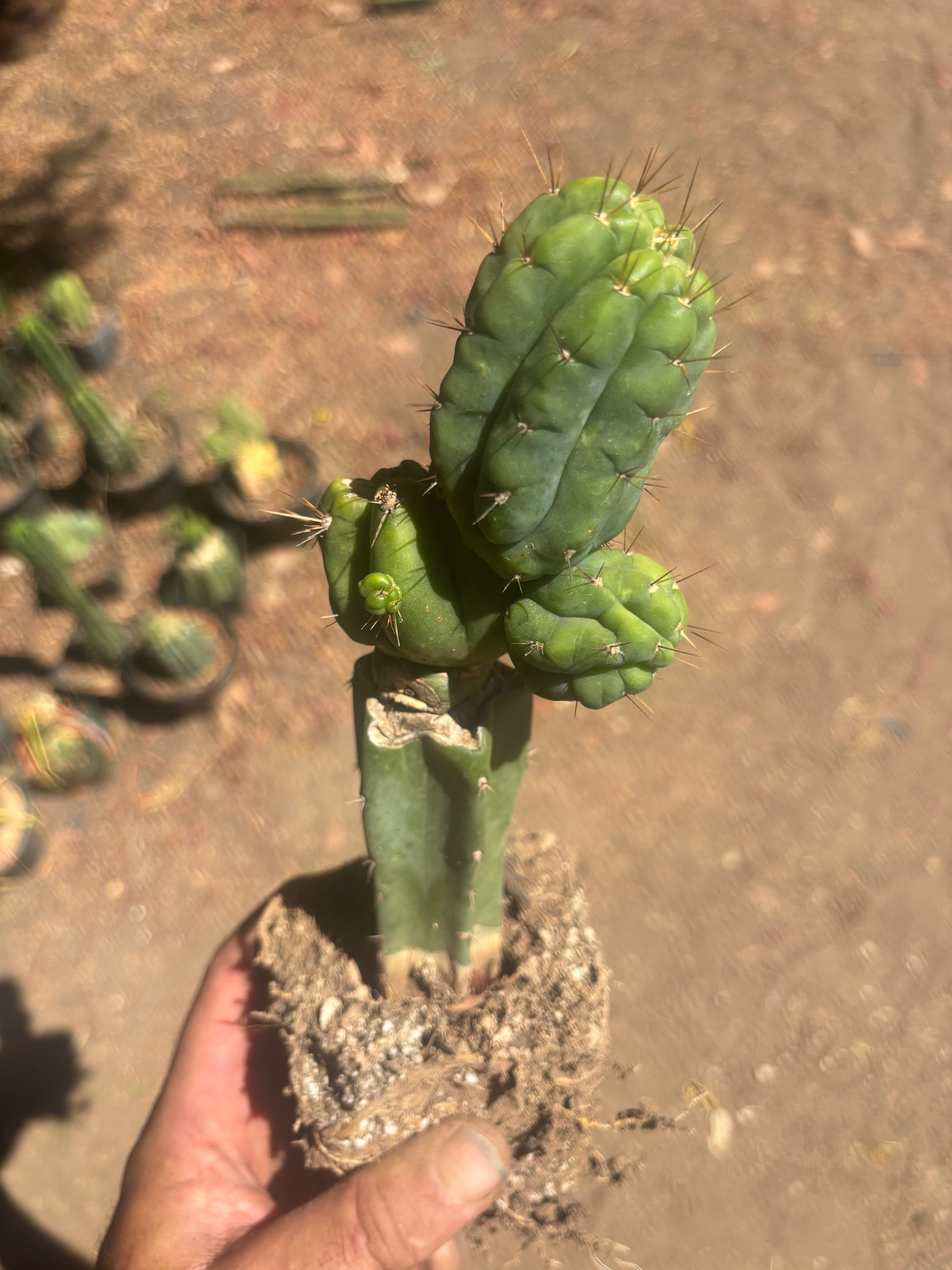 💎👑💎 Havran — Established Multi-Pup Graft on PC