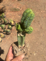 💎👑💎 Havran — Established Multi-Pup Graft on PC