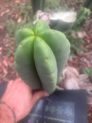 💎👑🌶️ Ferah — Plump 10” Pup
