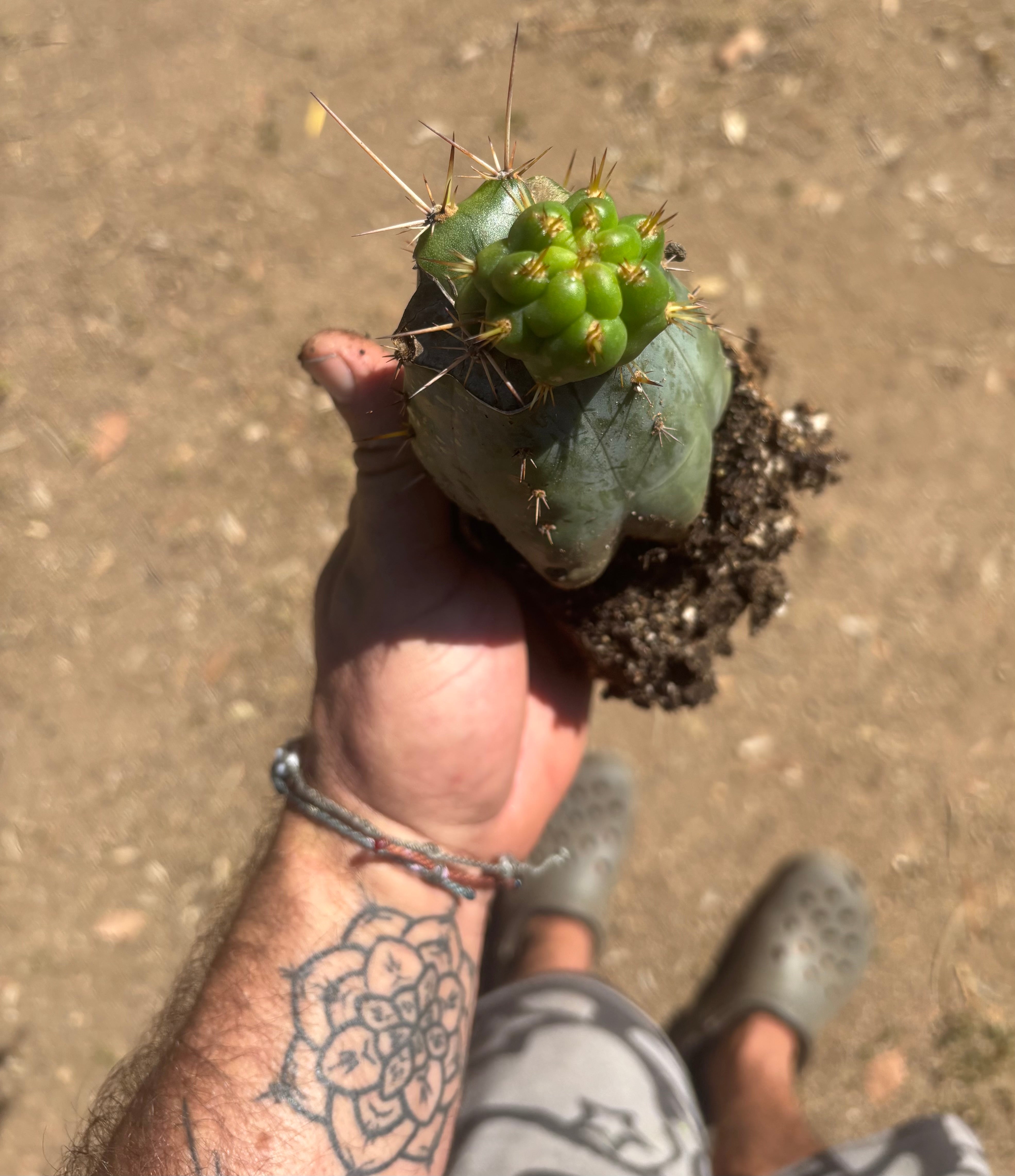 💎👑💎 Tulhuay — Rare Magenta Flower — Pupping Rooted Graft