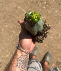 💎👑💎 Tulhuay — Rare Magenta Flower — Pupping Rooted Graft