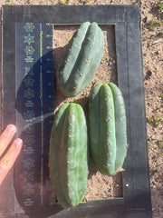 👑🌶️ Pierre — Lot of 3 Pups