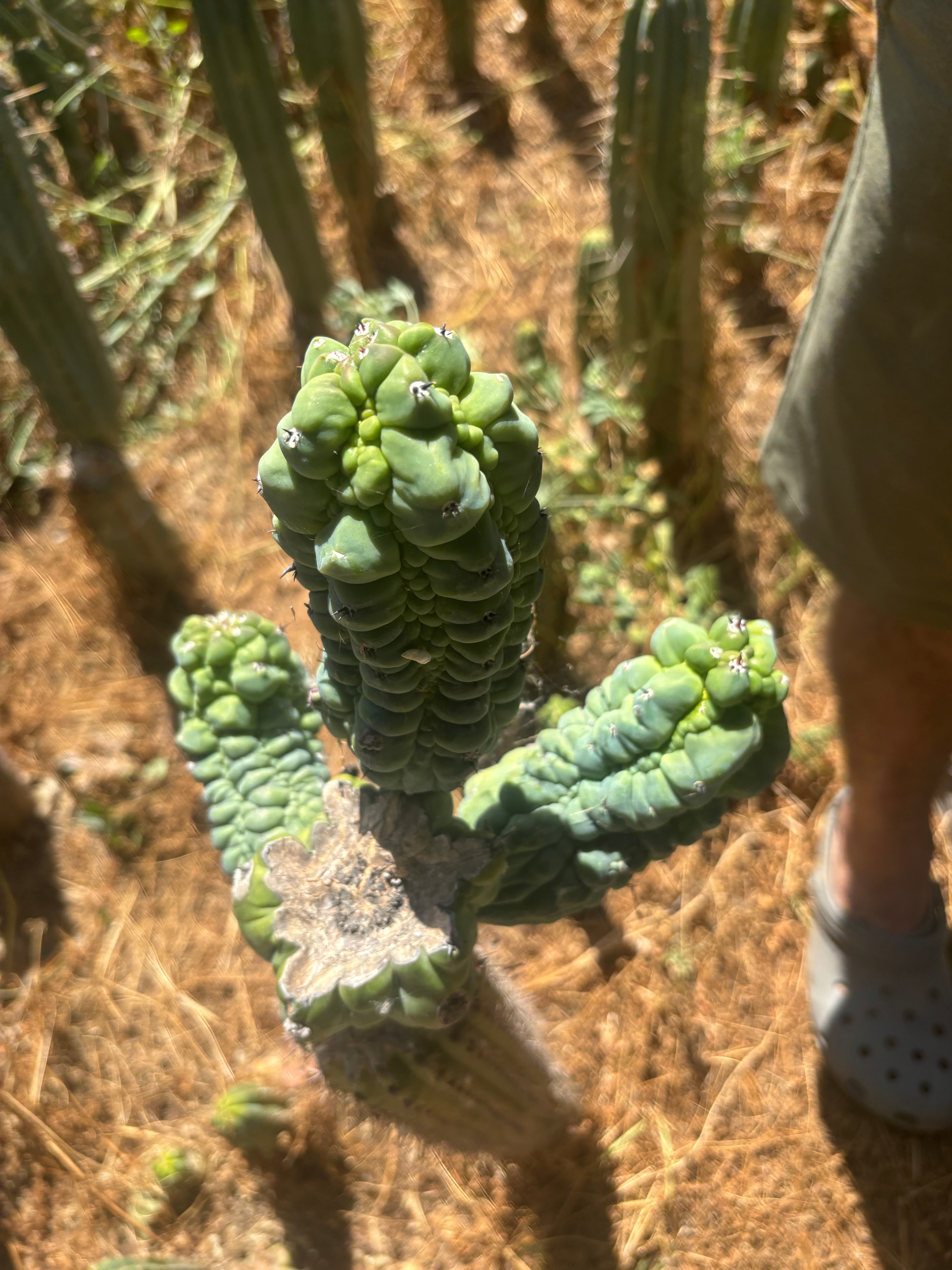 💎👑💎 Glorp —  XXL Crazy Tri Pup Graft