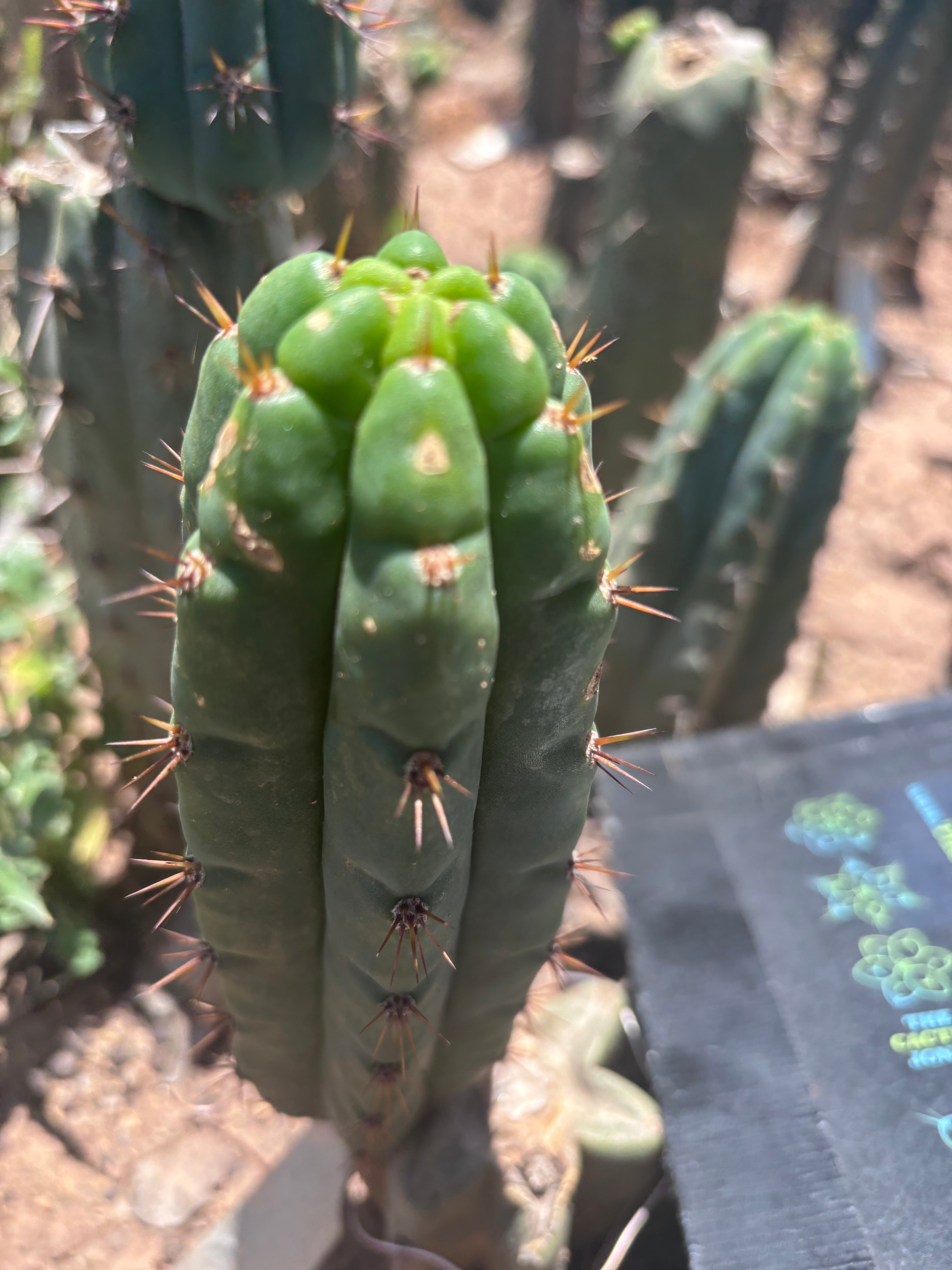💎👑🌶️🌶️ Austy’s Bomb — 7” Pup