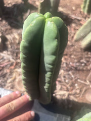 💎👑💎🌶️ Ferah — 8” Pup