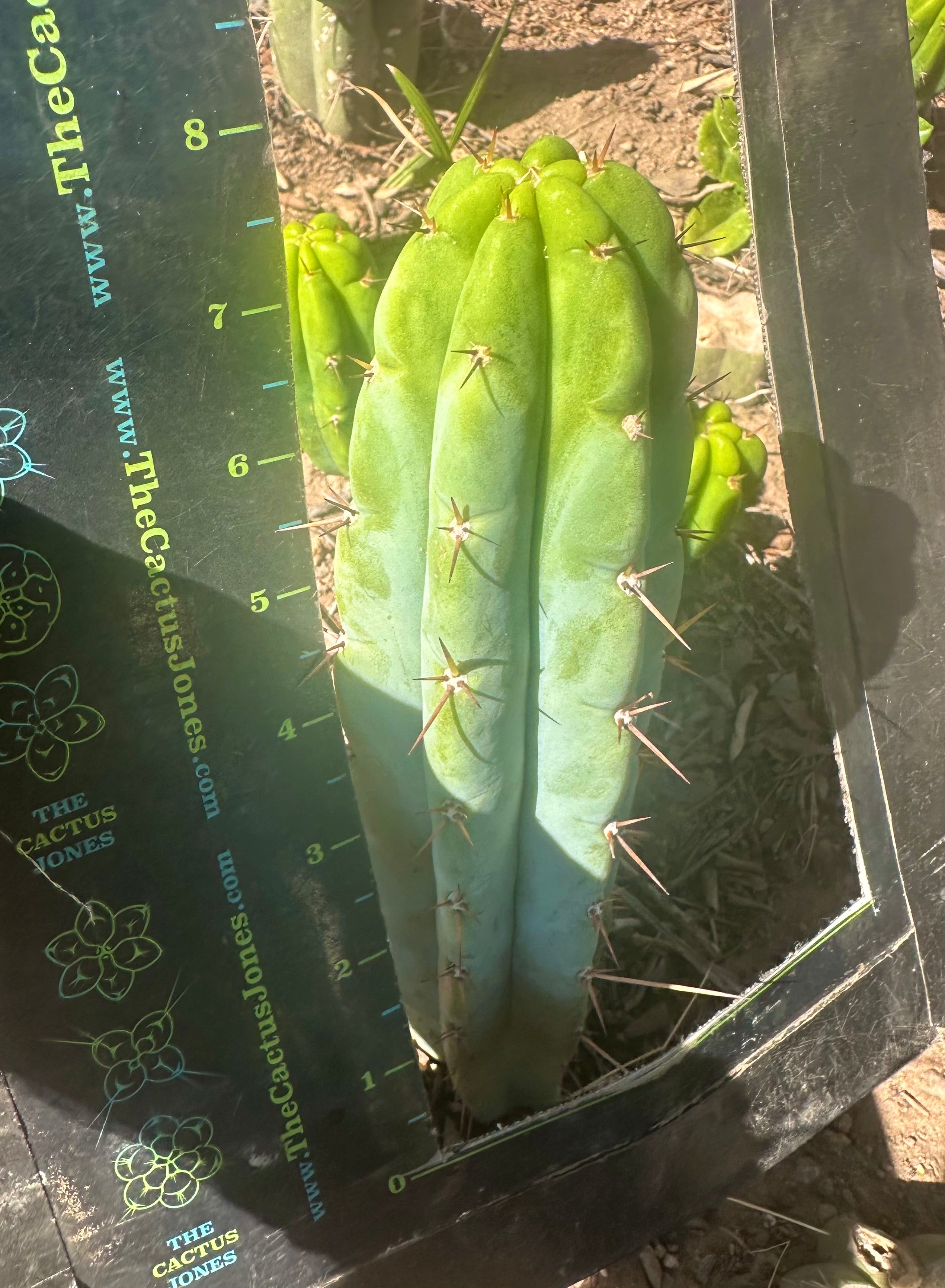 👑🌶️🌶️ Pala! — 8” Tip