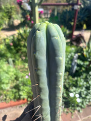 👑💎🌶️🌶️ Eileen — 15” Mega Tips