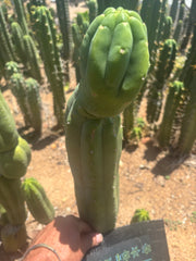 👑🌶️ Maipu — XL 15” Tip