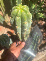 👑🌶️🌶️ Austy’s Bomb — 10.5” Pup