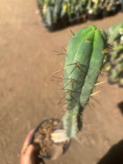 👑🌶️🌶️ Dulzura — Rooted 18”