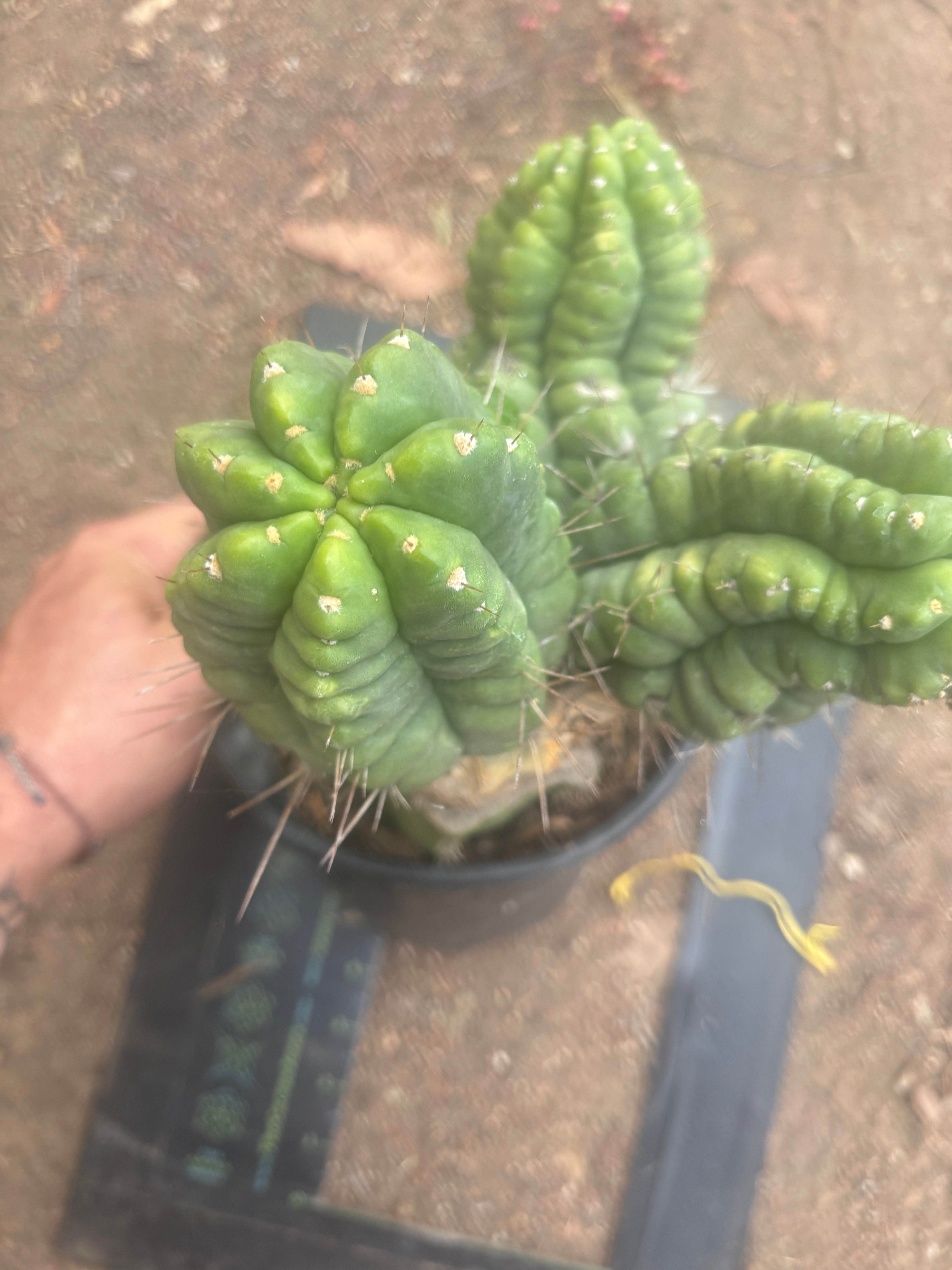 💎👑💎 Havran — XL Established Graft on Rooted PC